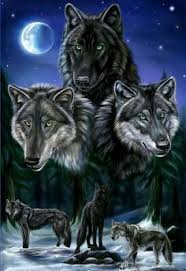 We did not find results for: 790 Cool Wolf Pics Ideas In 2021 Wolf Wolf Pictures Wolf Spirit