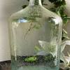 The anchor hocking glass lids lay securely on top of the canister. 1