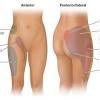 It originates at the anterior inferior iliac spine and just above the acetabulum of the hip bone. 1
