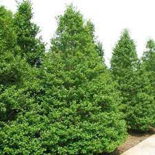 It grows in a pyramidal form and has dense low branching. American Holly Trees Ilex Opaca Garden Goods Direct