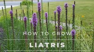 We did not find results for: Liatris Spicata All About Liatris From Seed To Bloom Youtube