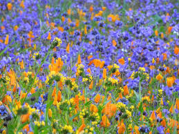 20% off all items · same day delivery · from $19.99 Southern California S Wildflower Fields Are Bursting With Spring Color After A Winter Of Persistent Stor California Wildflowers Wild Flowers California Flowers