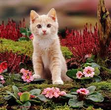 Ginger Cat With Green Eyes Hd 04772 Pale Ginger Kitten With Pink Primrosesjpg Image Jpg 1106 1104 Cats Kitten Images Kittens