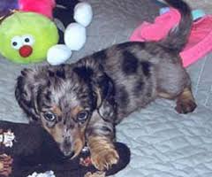 Our adults are mainly from champion and import bloodlines to produce the nicest quality puppies we can. Harlequin Dachshunds Miniature Longhaired Dachshunds Breeders In South Jersey