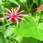 Image result for Passiflora sanguinolenta