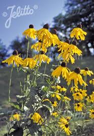 Image result for Cycnium recurvum