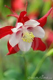 Pin On Columbine