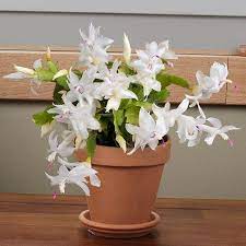 Jetzt neu oder gebraucht kaufen. White Christmas Cactus For Sale Online Garden Goods Direct