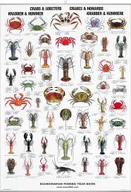 Crab Lobster Poster Fish Chart Crab Lobster Ocean