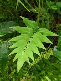 Image result for Anemiaceae