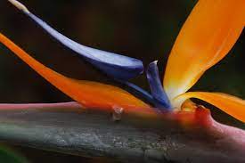 Bird Of Paradise Flower Birds Of Paradise Flower Birds Of Paradise Flowers