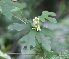 Image result for Cayaponia