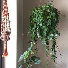 this tableau of climbing ivy lipstick plant and angel wing begonia hanging plants best ferns for baskets