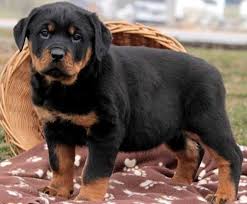 Jaedyn is a registered therapy dog with therapy dogs incorporated. Pin On Rottweiler Puppy