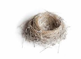 This mite is commonly found on domestic birds, pigeons and many wild birds. The Hidden Danger Of Bird Nests Pinpoint Pinpoint Pest Control Blog