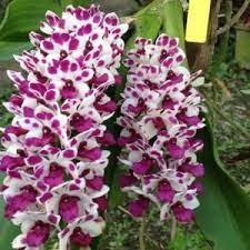 Orchid Plant Buy Orchid Plants Online India Panpit Garden Buy Orchids Oncidium Orchids Plants