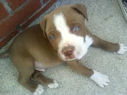 Black And White Pitbull Puppy With Blue Eyes Red Nose Pitbull Puppies With Blue Eyes Pets Gallery Blog Red Nose Pitbull Puppies White Pitbull Puppies Pitbull Puppies