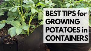 How To Grow Potatoes In Containers Growing In The Garden Container Potatoes Growing Potatoes Grow Potatoes In Container