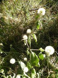 Image result for Cyathula uncinulata