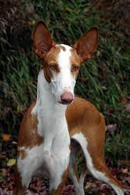 pin ot polzovatelya wildy bee na doske beautiful dogs sobachki sobaki zhivotnye