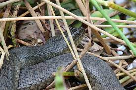 The green water snake (nerodia cyclopion) is a common species of nonvenomous natricine snake endemic to the southeastern united states. Florida Green Watersnake Florida Snake Id Guide