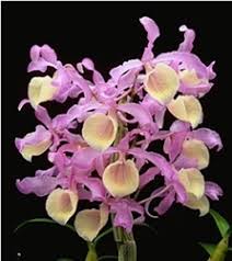 Image result for Habenaria aberrans