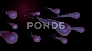 Tetanus, also called lockjaw, is a serious infection caused by clostridium tetani. Clostridium Tetani Bacterium Stock Video Pond5