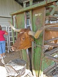 Cattle Training Longhorn Cow In Powder River Chute Longhorn Cattle Longhorn Cow Cattle Ranching
