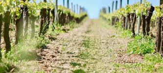 Maybe you would like to learn more about one of these? Soil Types That Matter For Grape Growing
