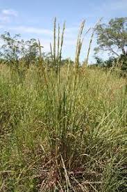 Image result for Panicum pilgeri