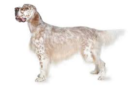 The english setter loves everybody but cannot tolerate loneliness. English Setter Dog Breed Information Pictures Characteristics Facts Dogtime