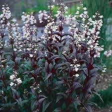 Image Result For Penstemon Husker Red Companion Plants Plants Foxglove Perennials