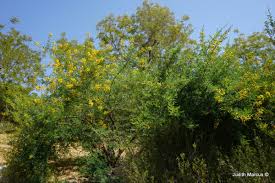 Image result for Acacia robusta