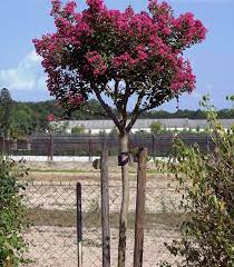 Livraison par le transporteur dpd pickup en 24/48h après expédition dans l'un des 5 000 points relais en france. Lagerstroemia Rouge Lilas Des Indes Rouge