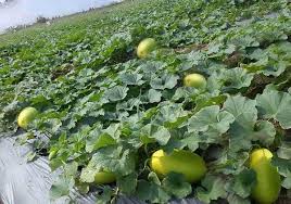 Pupuk bisa menggunakan pupuk kandang atau organic. 10 Tanaman Merambat Yang Berbuah Dan Cara Menanamnya