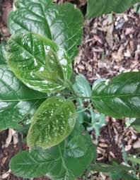 Image result for Ehretia cymosa