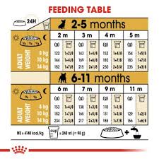 All the information you need to control the weight of your french at 6 months, the french bulldog female weighs on average between 6.3 kg for the smallest individuals and 10 kg for the largest individuals. Royal Canin French Bulldog Puppy Food Zooplus Uk