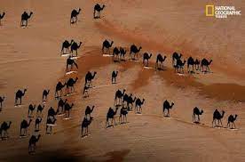 Totally cool camel of the day these pictures of this page are about:national geographic camels. National Geographic S Shadow Camels