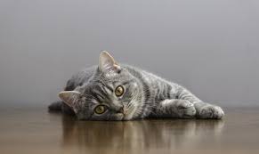 But if your kitty is sneezing along with runny nose and eyes, you need to get him some antibiotics from the vet. Can Cats Get Colds Canna Pet