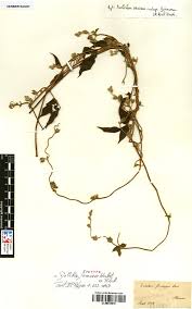 Image result for Dolichos sericeus