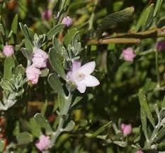 Image result for Eriosema robinsonii