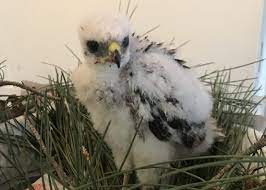 50% off everything in the shop now until december 14th! I Found A Wild Animal What Do I Do Avian Behavior International