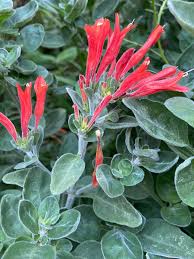 Image result for Dicliptera laxata