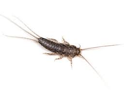 A plus pest management — — оценка 5 на основании 13 отзывов «a plusis one of the best pest companies i have ever dealt with.i would highlyrecommend them. Preventative Pest Control In Cleveland Tn Local Pest Control Service