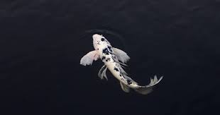 Atau ikan koi yang anda butuhkan untuk penuhi kami jual ikan koi dengan jumlah eceran yang sudah ditetapkan atau dalam jumlah besar. 15 Arti Mimpi Tentang Ikan Koi Menurut Primbon Jawa Islam Arti Mimpi