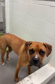 This dog was located last night in the area of Millbury St. if you have any  information about its owner, please call Animal Control at 508-799-8466.