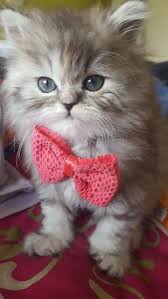 Click The Photo If You D Like To See More Cute Cat Photos Catloverscommunity Kittens Sevimli Kediler Yavru Kediler Kedi