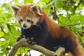 Build a bear red panda. Red Panda