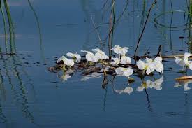 Image result for Catunaregam stenocarpa