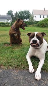 Not at all surprising, my dog ate a stink bug can be a statement just as valid for you as any other canine owner. My Dog Ate A Bug Mid Picture Album On Imgur